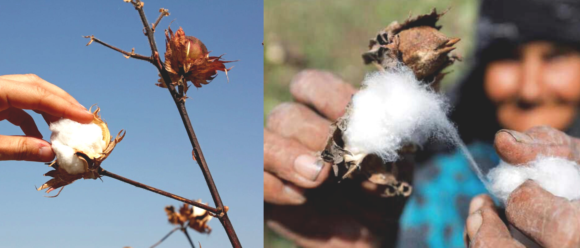 ginning-history of cotton